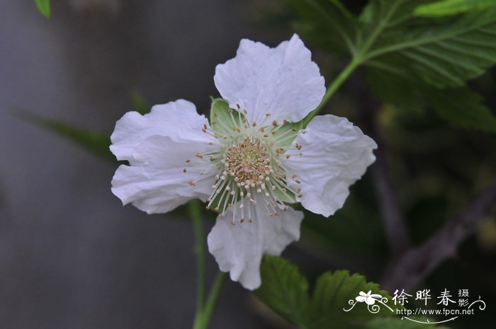 姬胧月多肉植物图片