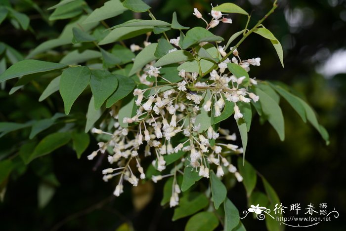 女神节送什么花