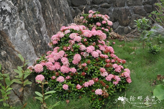 植树节种什么树好