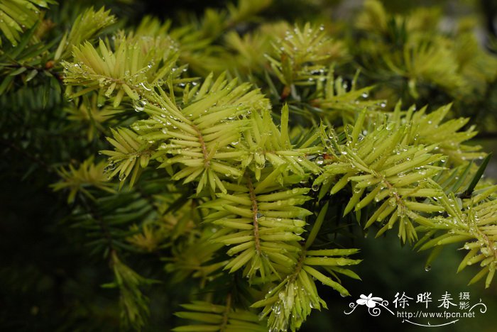 西兰花种植技术