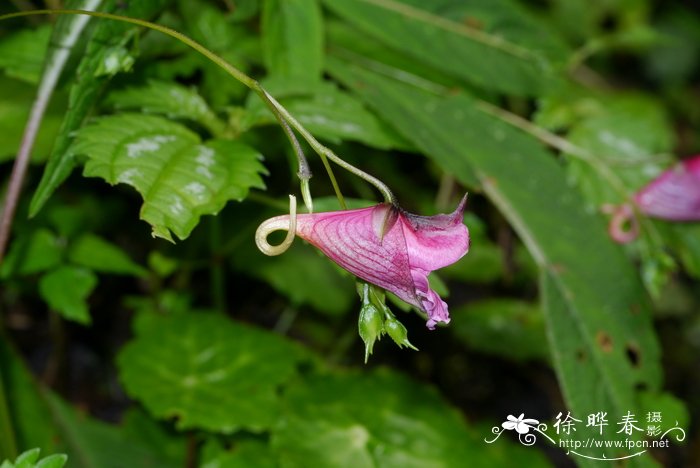 芒果树长什么样图片