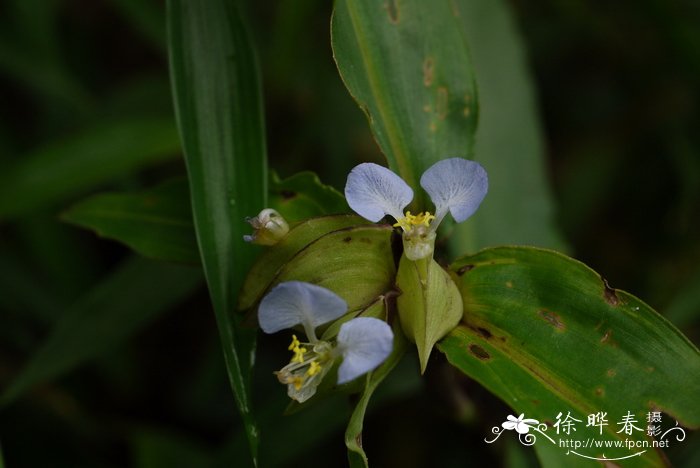 白色菊花图片