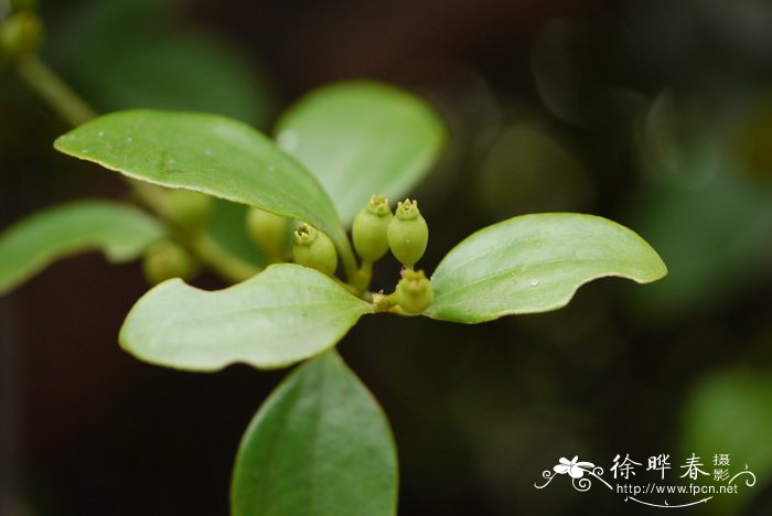 牵牛花的夏天