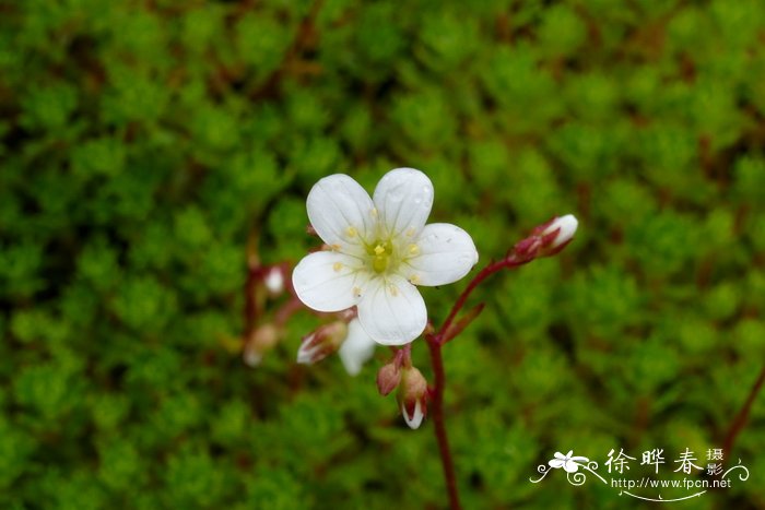 花的种植