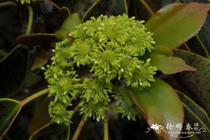 凤仙花种子