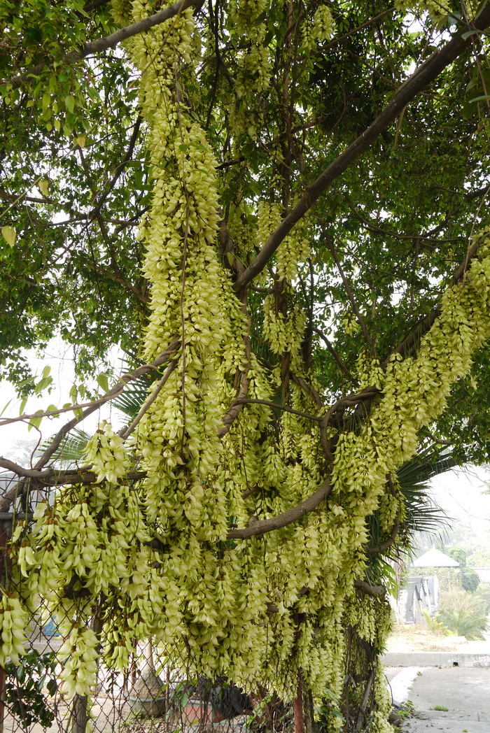 蕾丝花