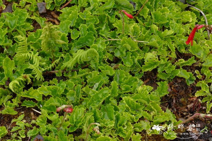 木香花和爬藤月季比较