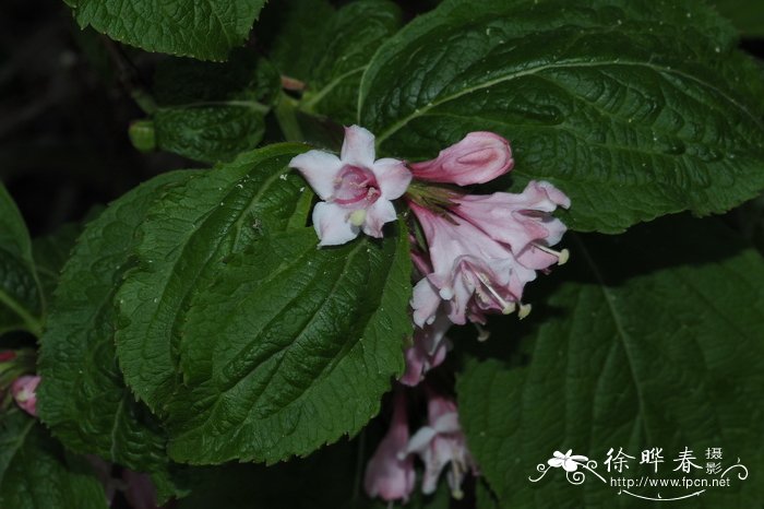 胎菊和杭白菊的区别