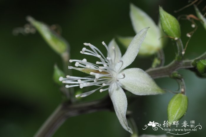 苹果种植地区