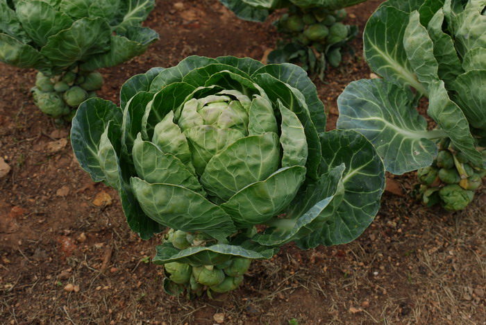 地衣是什么植物