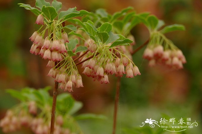 21朵红玫瑰花语是什么