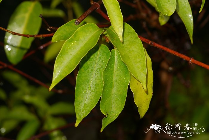 芒果怎么切方便吃