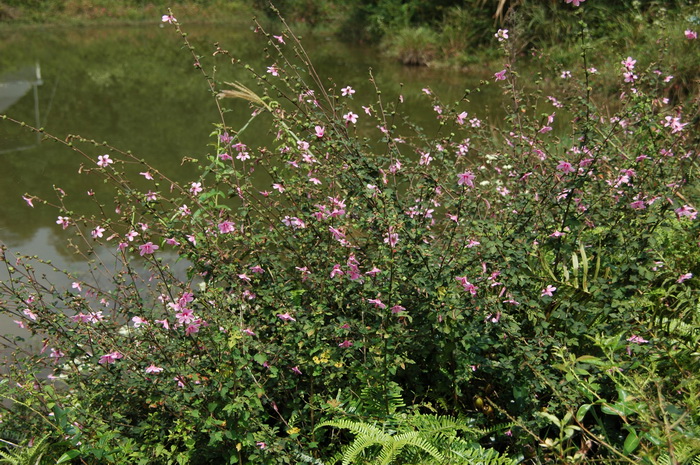 紫茉莉