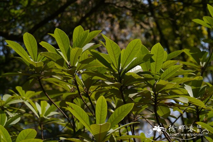 白及白芨图片