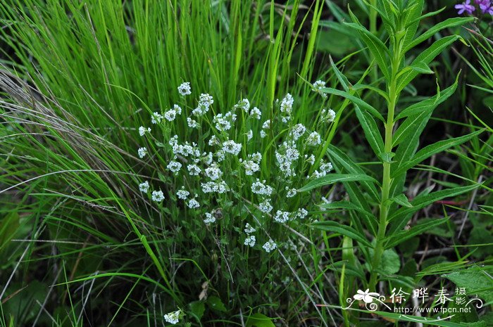 无花果开花吗?