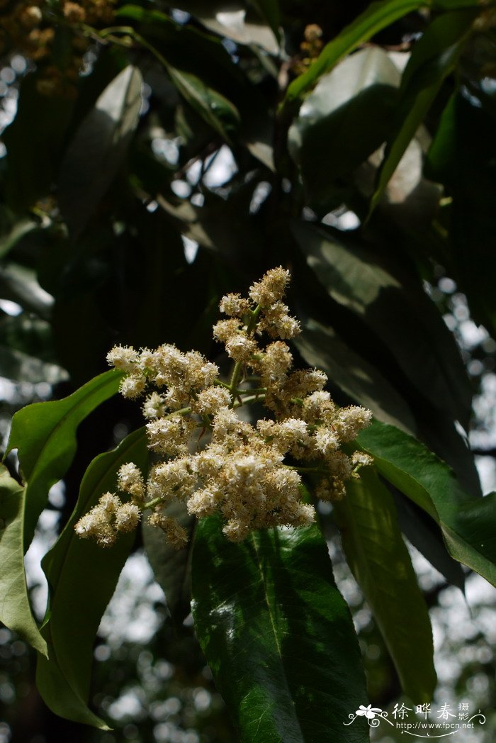 丁香花的花语