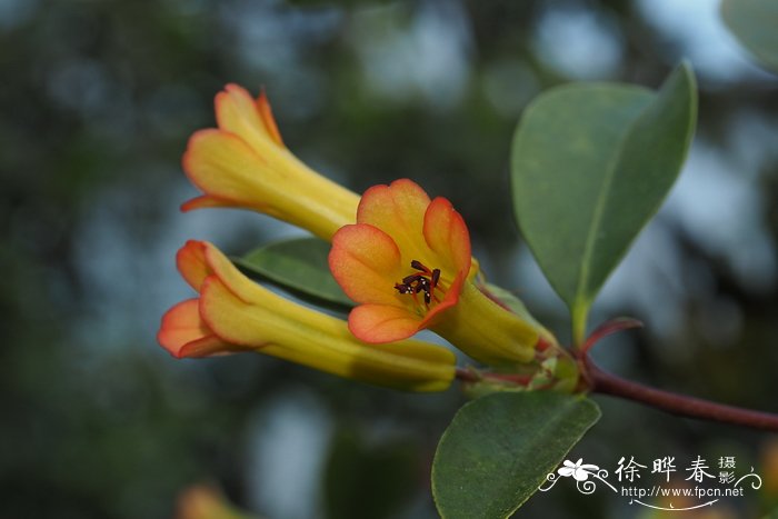 兰草花怎么养殖