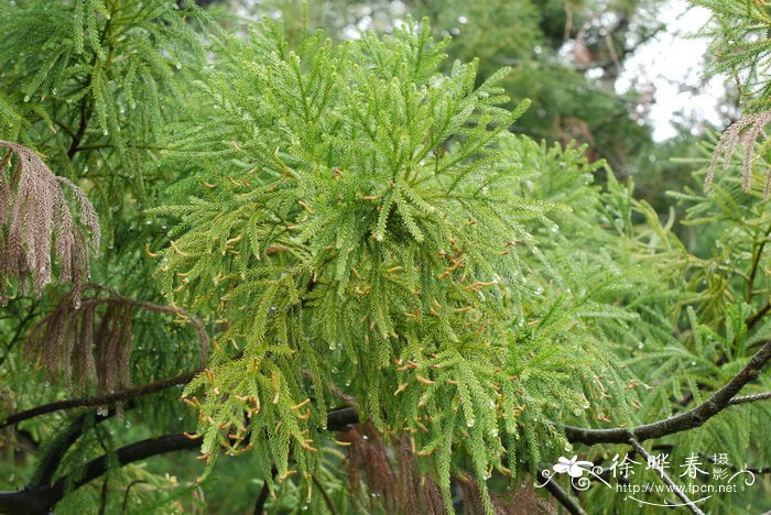 姬胧月多肉植物图片