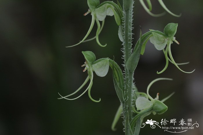 鞭炮花