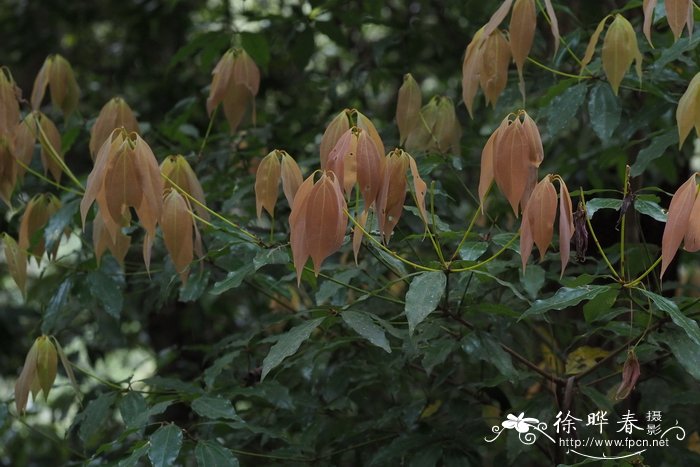 凤仙花的果实