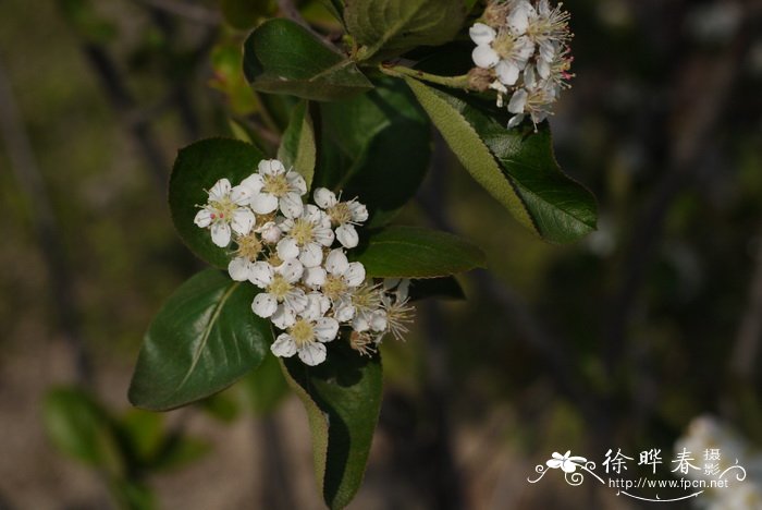 枇杷花图片