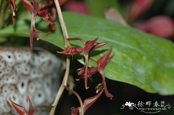 郑州鲜花礼品