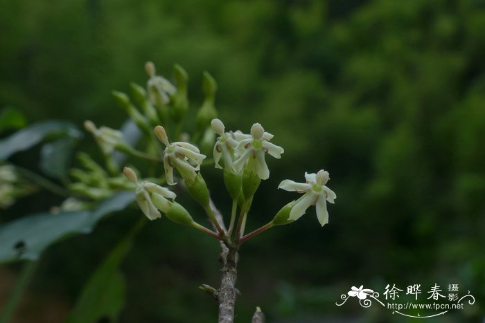 灯芯草