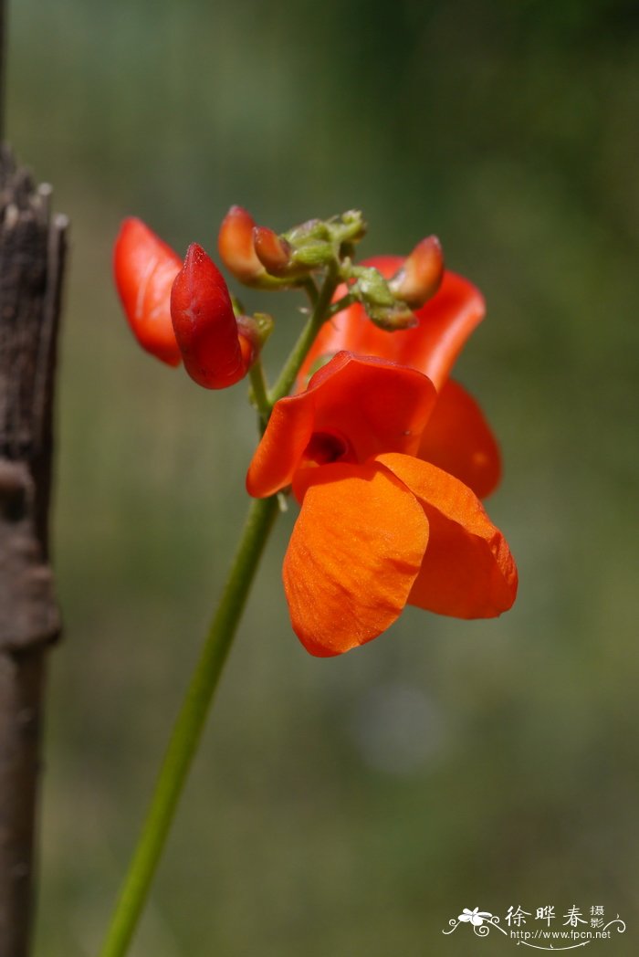 竹子开花