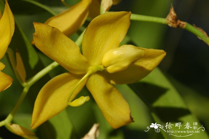 西兰花种植技术