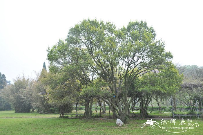 麦冬的图片 植物图片