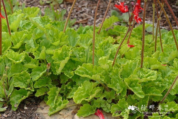 麦秆菊