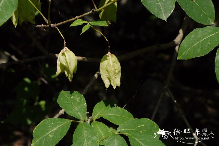 木棉花树