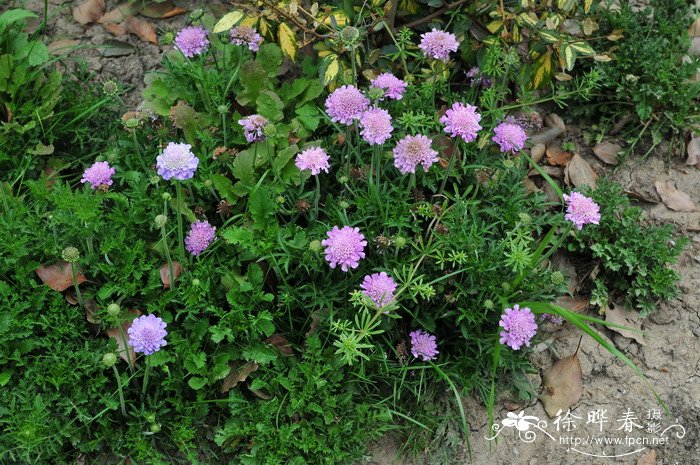 苹果批发价格