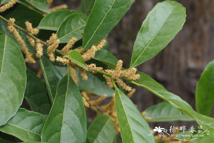 深圳的市花是