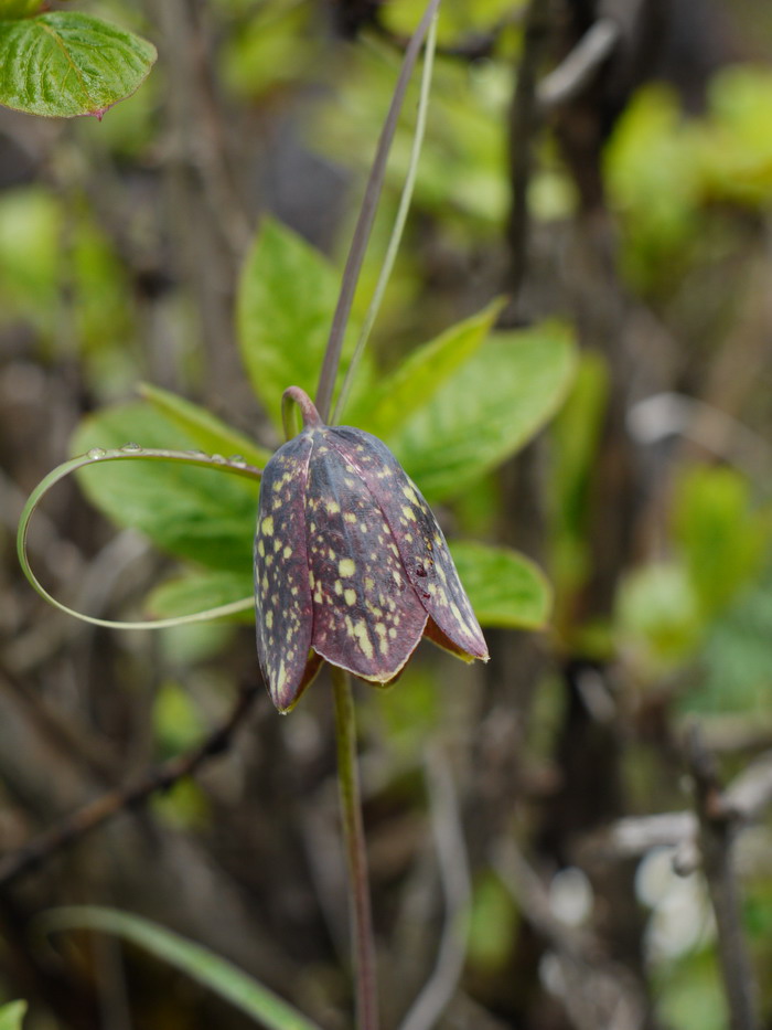 虎尾草