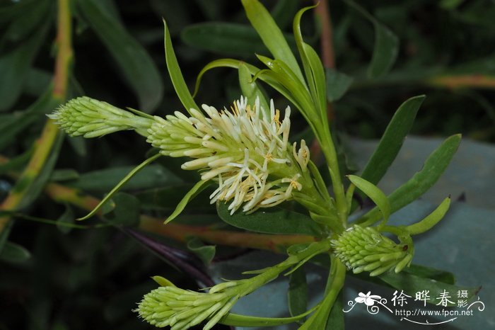 四明山樱花红枫