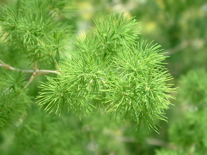 胎菊和杭白菊的区别