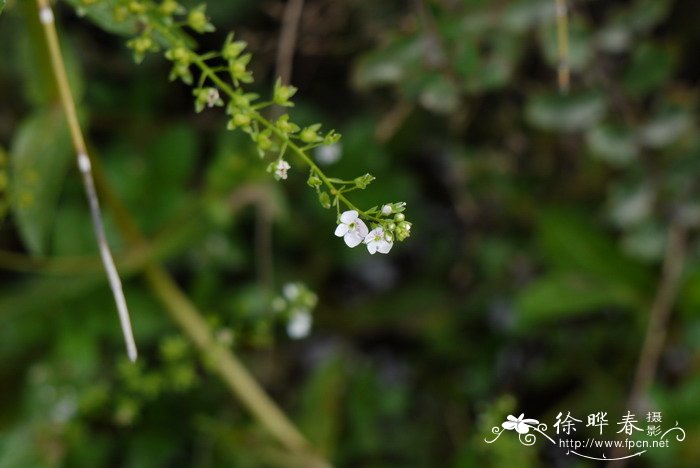 洋绣球花有毒吗