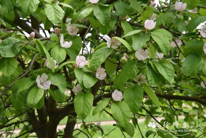 百香果花