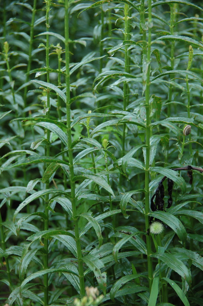 莲藕种植时间及方法