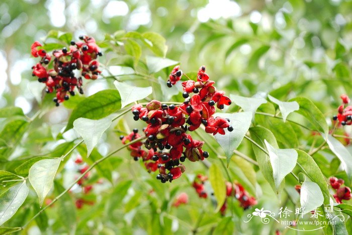 青苹果竹芋