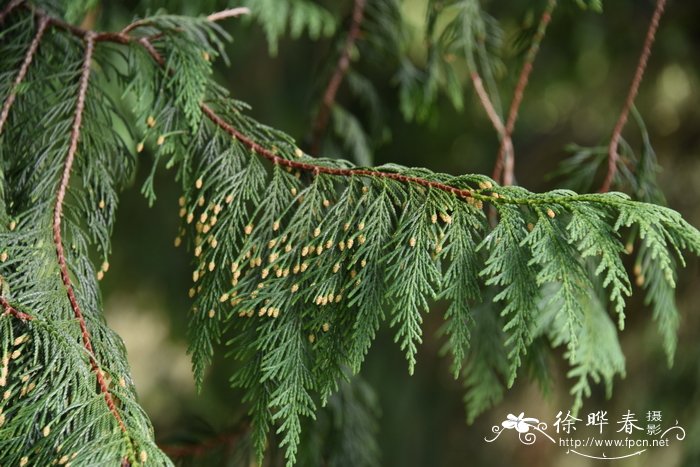 饥荒兔子