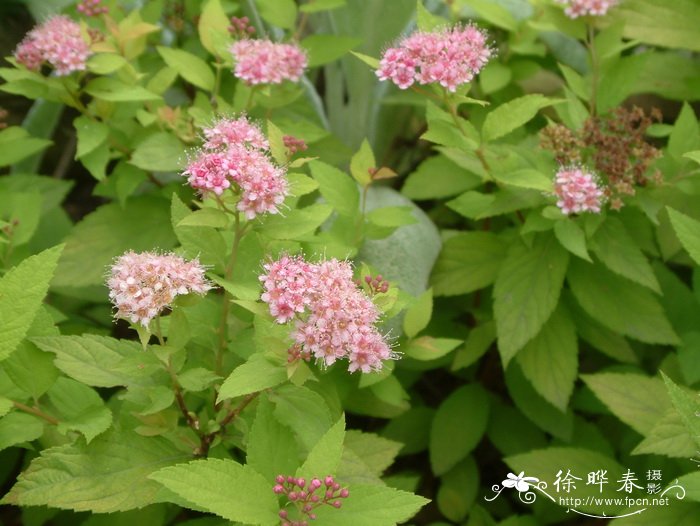 郁金香的花期