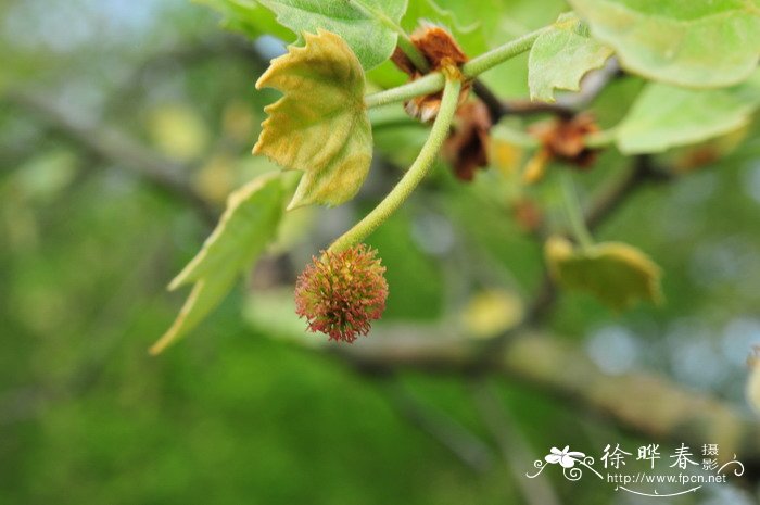 金鱼吊兰什么时候开花