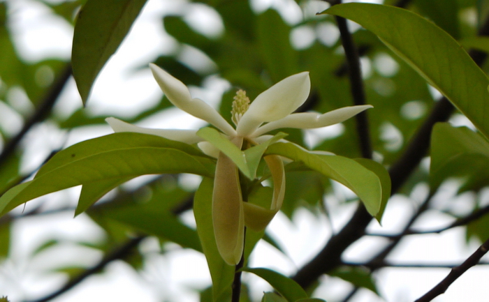 新疆无花果