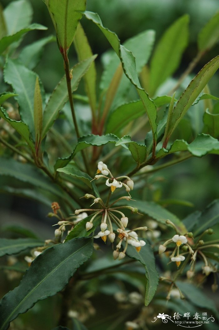 白菊花的花语