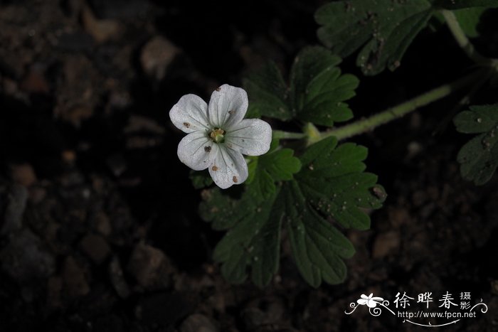 奶花豆