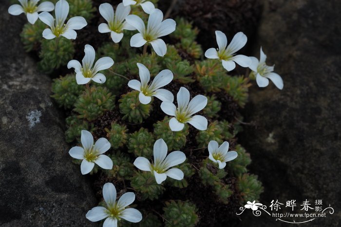 兰花不开花是什么原因