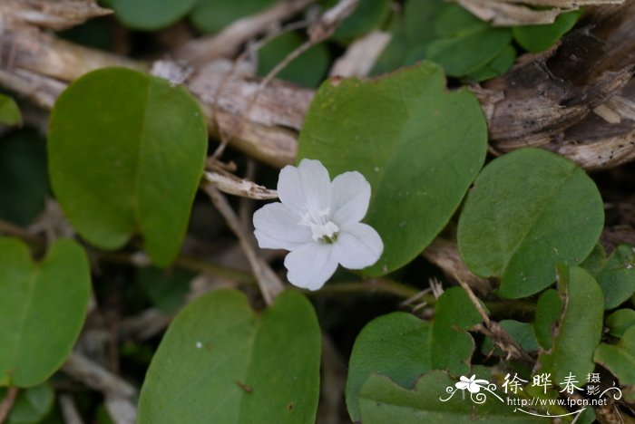 石榴花开像什么