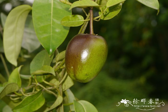 百合花象征着什么